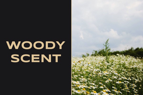 woody scent